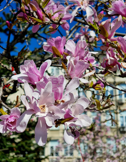 Варна - Магнолии