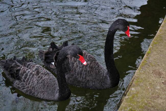 Животно умъртви един от черните лебеди в парк „Бачиново“