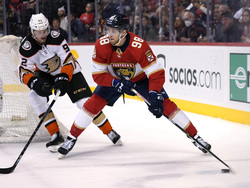 Ducks Panthers Hockey