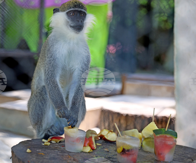 Варна - зоопарк - горещини