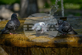 Пловдив - гълъби