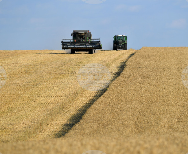Село Китанчево - жътва - привършване