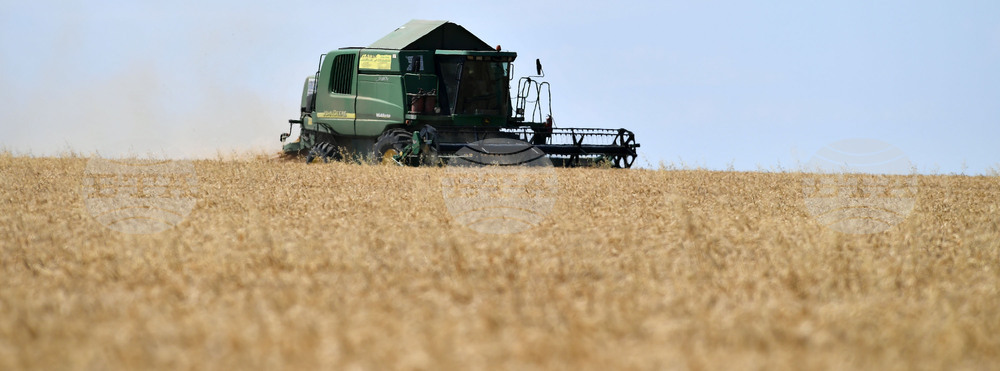 Село Китанчево - жътва - привършване