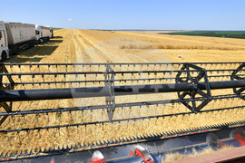 Село Китанчево - жътва - привършване