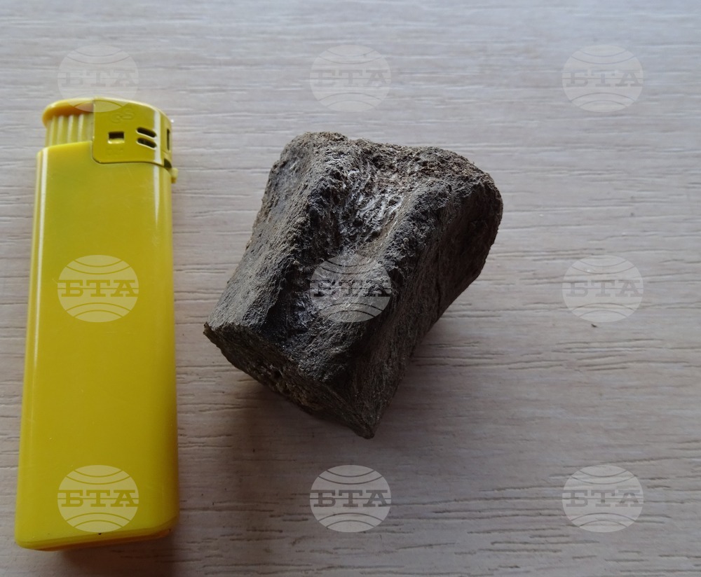 Bulgarian Academy, Sofia University Scientists Uncover 83-Million-Year-Old Animal Fossils