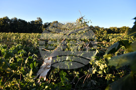 Село Белинци - буря - поражения