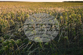 Село Белинци - буря - поражения