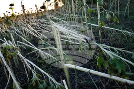 Село Белинци - буря - поражения