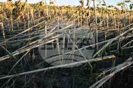 Село Белинци - буря - поражения