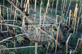 Село Белинци - буря - поражения