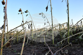 Село Белинци - буря - поражения