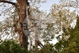 Село Белинци - буря - поражения