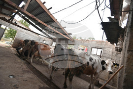 Село Белинци - буря - поражения