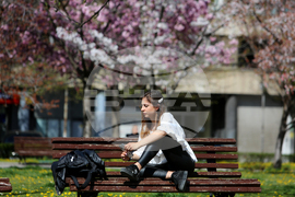 Цъфнали вишни - празник - Национална библиотека