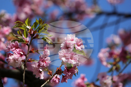 Цъфнали вишни - празник - Национална библиотека