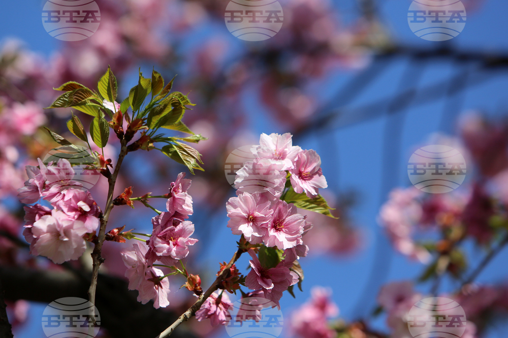 Цъфнали вишни - празник - Национална библиотека