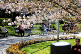 Цъфнали вишни - празник - Национална библиотека