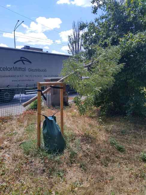 Столична община: 12 новозасадени дървета са безмилостно отрязани