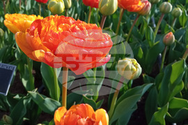 Балчик - Парад на лалетата