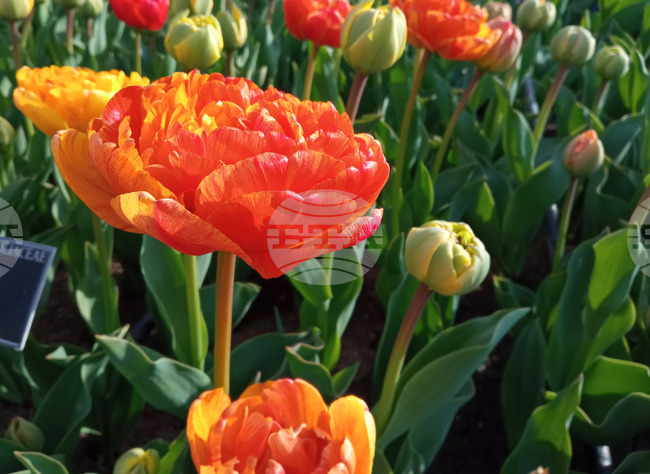 Балчик - Парад на лалетата