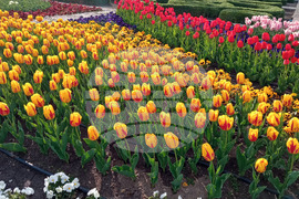 Балчик - Парад на лалетата