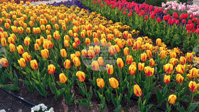 Парад на лалета и фестивал на паричката ще има в Ботаническата градина в Балчик през 2026 г., каза ръководителят Веселина Илиева