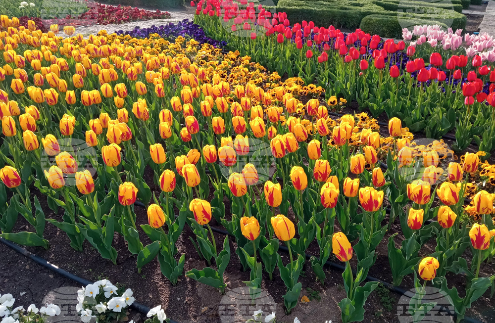 Парад на лалета и фестивал на паричката ще има в Ботаническата градина в Балчик през 2026 г., каза ръководителят Веселина Илиева