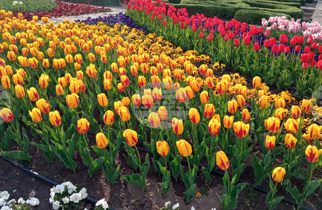 Парад на лалета и фестивал на паричката ще има в Ботаническата градина в Балчик през 2026 г., каза ръководителят Веселина Илиева