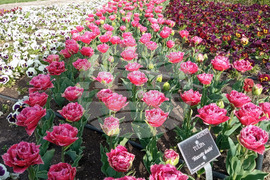 Балчик - Парад на лалетата