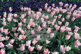 Балчик - Парад на лалетата