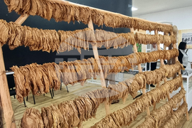 Ардино - музей на тютюна - откриване