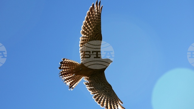 Fire in Rila Monastery Nature Park Engulfs Habitats of Golden Eagle, Three-Toed Woodpecker