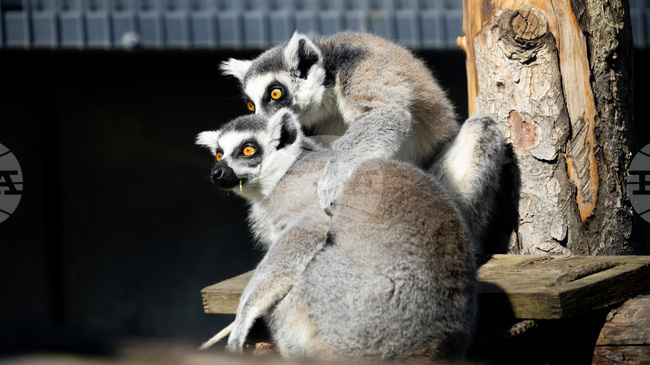 Зоологическата градина в София ще работи без почивен ден, включително и на великденските празници, с лятно работно време 