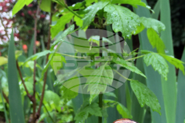 Дъждовно време 