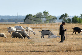 Село Китанчево - домашни животни - паша