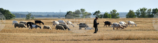 Село Китанчево - домашни животни - паша
