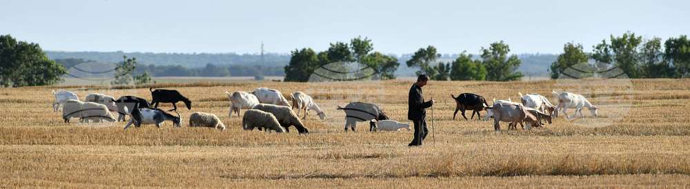Село Китанчево - домашни животни - паша
