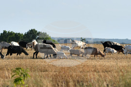 Село Китанчево - домашни животни - паша