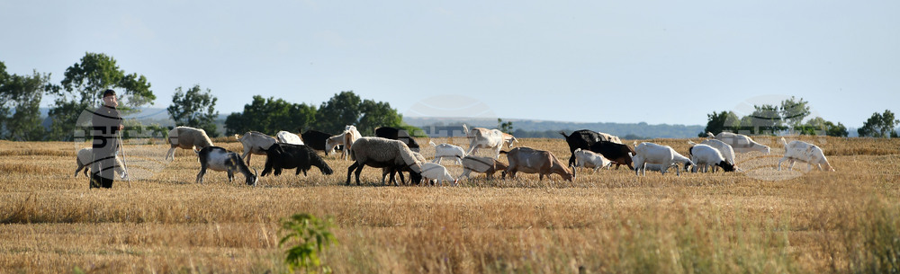 Село Китанчево - домашни животни - паша