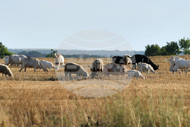 Село Китанчево - домашни животни - паша
