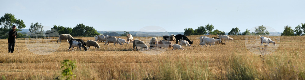Село Китанчево - домашни животни - паша