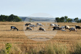 Село Китанчево - домашни животни - паша