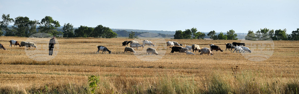 Румъния затваря границата с Унгария за определени стоки и продукти заради огнище на шап