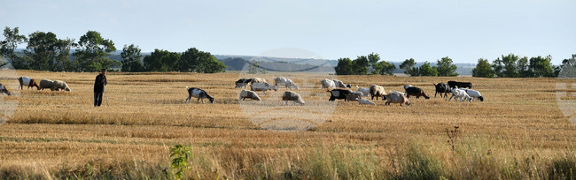 Румъния затваря границата с Унгария за определени стоки и продукти заради огнище на шап