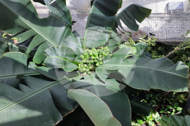 Турция - Коня - Тропически музей на пеперудите