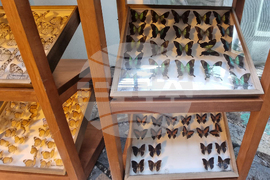 Турция - Коня - Тропически музей на пеперудите