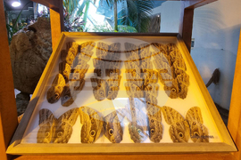 Турция - Коня - Тропически музей на пеперудите