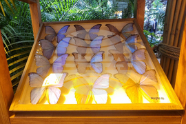 Турция - Коня - Тропически музей на пеперудите