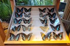 Турция - Коня - Тропически музей на пеперудите