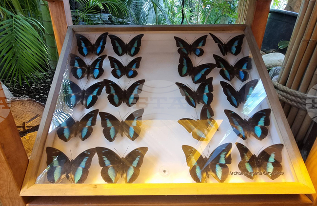 Турция - Коня - Тропически музей на пеперудите